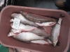 Fish from the Red list of endangered species sold at Chisinau markets