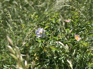 Komu vad&iacute; obnova př&iacute;rody?