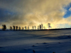 Fotosoutěž Alej roku 2022 vyhr&aacute;la N&aacute;dražn&iacute; alej u Hory svat&eacute;ho &Scaron;ebesti&aacute;na v Kru&scaron;n&yacute;ch hor&aacute;ch