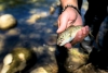 Trouts, salmons and other species might disappear in large numbers from the Balkans