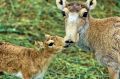 Zachraňme kriticky ohroženou antilopu sajgu!