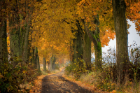 Do konce října můžete nominovat alej do dvanáctého ročníku ankety Alej roku