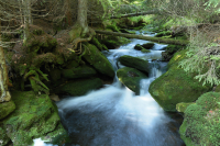 Co přináší nové nařízení o obnově přírody?