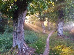 Zač&iacute;n&aacute; hlasov&aacute;n&iacute; v anketě Alej roku 2024. Lid&eacute; nominovali des&iacute;tky alej&iacute; a stromořad&iacute;