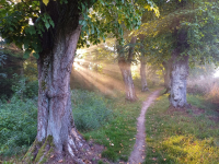 Začíná hlasování v anketě Alej roku 2024. Lidé nominovali desítky alejí a stromořadí