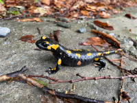 Endangered Jewels of Nature: Biodiversity Mapping on Bosnian Rivers Reveals Unknown, Fascinating Wildlife
