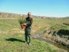 Willow planting in Baltata