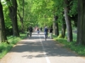 Přerov’s Rybářská tree avenue wins the tree avenue of the year 2012
