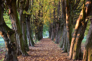 Odstartovalo hlasov&aacute;n&iacute; v jubilejn&iacute;m 15. ročn&iacute;ku ankety Alej roku. Veřejnost nyn&iacute; rozhodne o v&iacute;tězce mezi 59 nominovan&yacute;mi