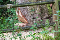 Kácení stromů kvůli stavbě? Spolky mají právo se účastnit! Vzkazuje Ministerstvo životního prostředí