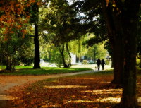 Stromy v Havířově