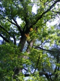 Strom rostoucí v lese u letního kina