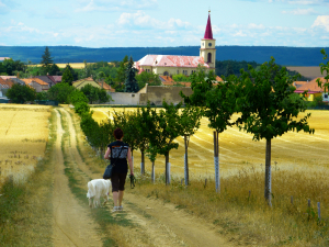 Jak&aacute; bude Alej roku 2024? Do konce ř&iacute;jna mohou lid&eacute; nominovat do ankety obl&iacute;ben&aacute; stromořad&iacute; a aleje!