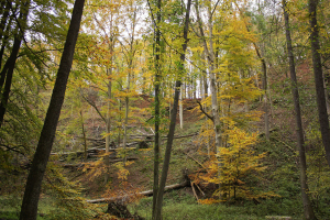 Lesnicko-dřevařsk&aacute; a Agr&aacute;rn&iacute; komora za&uacute;točily na N&aacute;rodn&iacute; park Křivokl&aacute;tsko a ochranu př&iacute;rody