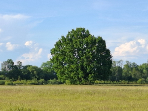 Spolek občanů bojuje za z&aacute;chranu v&yacute;jimečn&eacute;ho stromu ve Star&eacute;m Plese u Jaroměře