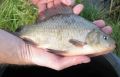 Ryby z Drnového potoka v Klatovech obsahují vysoké koncentrace dávno nepoužívaných pesticidů