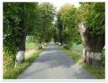 Alej v Radkově. Foto: Kateřina Skalíková