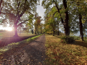 Zač&iacute;n&aacute; hlasov&aacute;n&iacute; v anketě Alej roku 2023. Vyberte si obl&iacute;benou alej ze sv&eacute;ho kraje a dejte ji svůj hlas