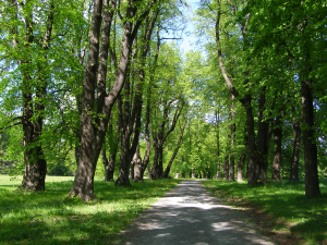 V&iacute;tězn&aacute; alej za rok 2022/ Lipov&aacute; alej na Uhl&iacute;řsk&eacute;m vrchu v Brunt&aacute;le