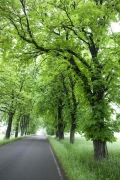 Tree-Lined Avenue in Dolní Tošanovice, Frýdek-Místek District