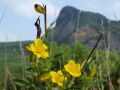 Len žlutý, jedna z rostlin zachráněných Týmem Bořena. V pozadí hora Bořeň.