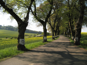 Stromy pod&eacute;l silnic st&aacute;le miz&iacute;. V deseti kraj&iacute;ch se přev&aacute;žně k&aacute;c&iacute;