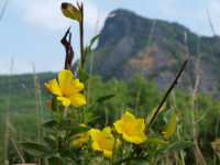 45 let Týmu Bořena – příběh, který nemá obdoby v celé Evropě