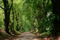 Průběh hlasování Alej roku 2021 čeká krátké odtajnění.  Která stromořadí jsou dosavadními favority?   