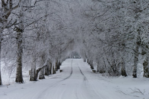 Březov&aacute; alej Radost&iacute;n - Borky (z r. 2020)