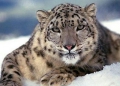 The Czechs are starting a new project to save the snow leopard - one of the most endangered animal species
