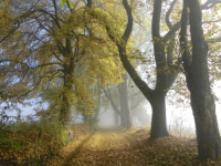 Zelený kruh: Podporujeme posílení ochrany stromů a vznik národního parku Křivoklátsko. Druhová ochrana vyžaduje ještě úpravy