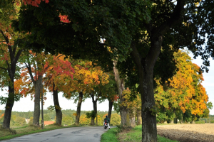 Česk&aacute; krajina pod&eacute;l silnic d&aacute;l trp&iacute;: každ&eacute; tři vyk&aacute;cen&eacute; stromy nahrad&iacute; sotva dva nov&eacute;