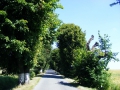 A view of an avenue from Radkov to Dubová that was treated by volunteers.