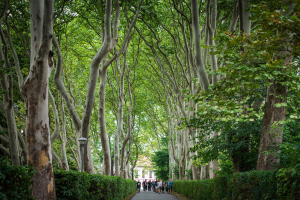 Posledn&iacute; &scaron;ance pro va&scaron;i alej: Nominace do ankety Alej roku 2025 konč&iacute; za t&yacute;den