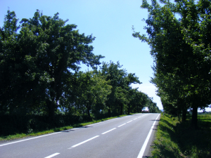 Probl&eacute;m je nespr&aacute;vn&yacute; způsob j&iacute;zdy, nikoli stromy stoj&iacute;c&iacute; pod&eacute;l silnic. Vypl&yacute;v&aacute; to ze statistik Policejn&iacute;ho prezidia Česk&eacute; republiky