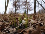 Jaro v plném proudu a zachráněné bledule