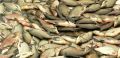 Kyanid prý zabil v Labi nejméně devět tun ryb