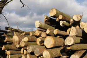 K&aacute;cen&iacute; u silnic opět roste. Za tři pok&aacute;cen&eacute; stromy se vysad&iacute; jen dva nov&eacute;, ukazuje statistika Arniky