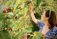 Vysočanské zahrádky zachráněny. Praha je získá výměnou za pozemky v Hrdlořezích
