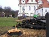 Smutný osud lip v Břevnovském klášteře