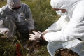 Analýzy potvrdily kontaminaci zvířat u Spolany toxickými látkami