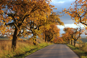 Nominujte svou obl&iacute;benou Alej roku 2023. Uz&aacute;věrka nominac&iacute; se bl&iacute;ž&iacute;!