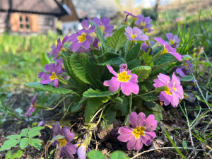 Fotosoutěž V&iacute;t&aacute;n&iacute; jara s Arnikou na pražsk&eacute; Nov&eacute; radnici