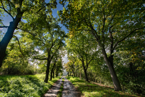 Nejobl&iacute;beněj&scaron;&iacute; Alej roku 2023? Hlasov&aacute;n&iacute; konč&iacute; už ve čtvrtek 25. ledna