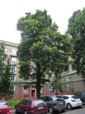 Strom v ulici Kopeckého, foto: Arnika