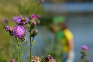 Evropsk&eacute; korporace vyv&aacute;žej&iacute; do chud&scaron;&iacute;ch zem&iacute; tuny zak&aacute;zan&yacute;ch pesticidů, kter&eacute; zab&iacute;jej&iacute; včely