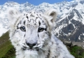 International committee of legal experts will discuss the possibilities of saving snow leopards