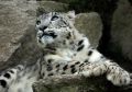 Irbis neboli levhart sněžný děkuje všem, kteří se zasadili o jeho záchranu