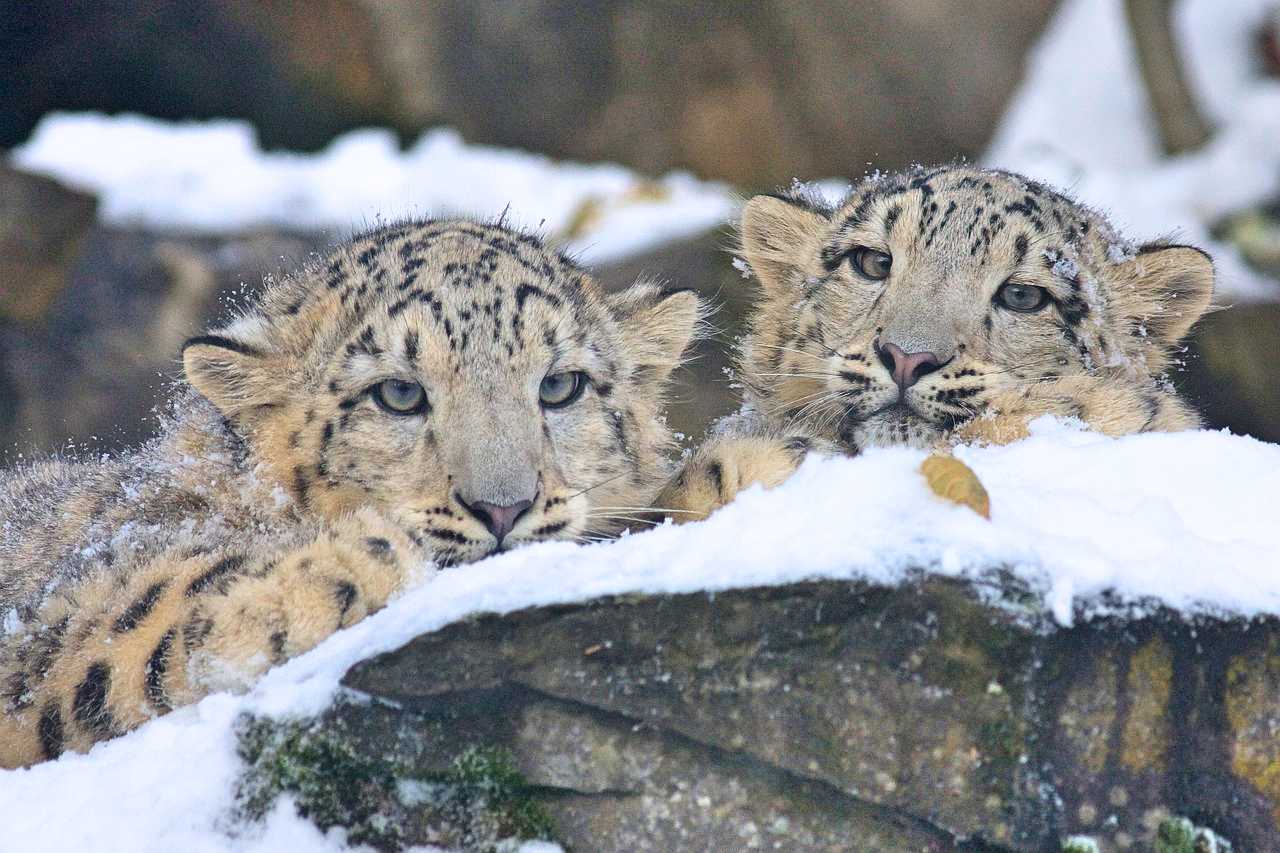 snow-leopard-725385 1280 Fotor