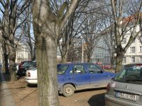 V Thákurově parkují auta doslova mezi stromy, což vede k jejich vážnému poškozování. foto: Martin Skalský / Arnika